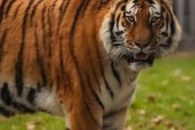 The man mauled to death at Yorkshire Wildlife Park was the first non zoo staff member to be killed by a tiger in the UK.