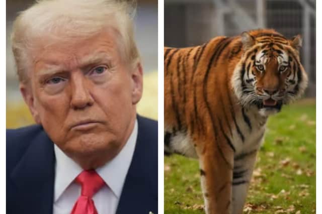 Donald Trump shared a video of the Doncaster tiger attack to his 13 million followers, saying "don't mess with nature."