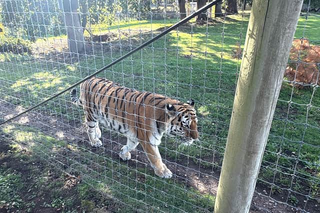 Siberian tiger Tschuna in the Land of the Tigers enclosure at Yorkshire Wildlife Park