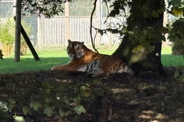 Siberian tiger Altai in the Land of the Tigers enclosure at Yorkshire Wildlife Park in Doncaster