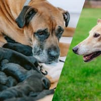 RSPCA issues urgent plea over two mums needing homes after happy endings for their 18 pups
