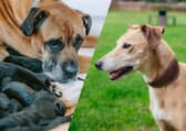 Two mums are in need of rehoming after giving birth to a total of 18 puppies.