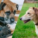Two mums are in need of rehoming after giving birth to a total of 18 puppies.
