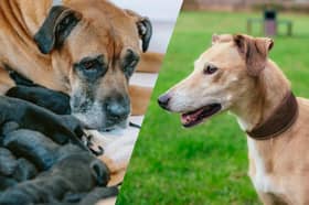 Two mums are in need of rehoming after giving birth to a total of 18 puppies.