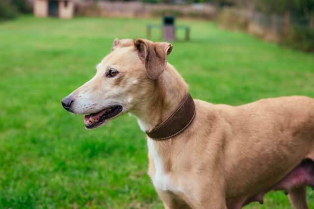 Susie is four-years-old and was rescued from a property in Barnsley 