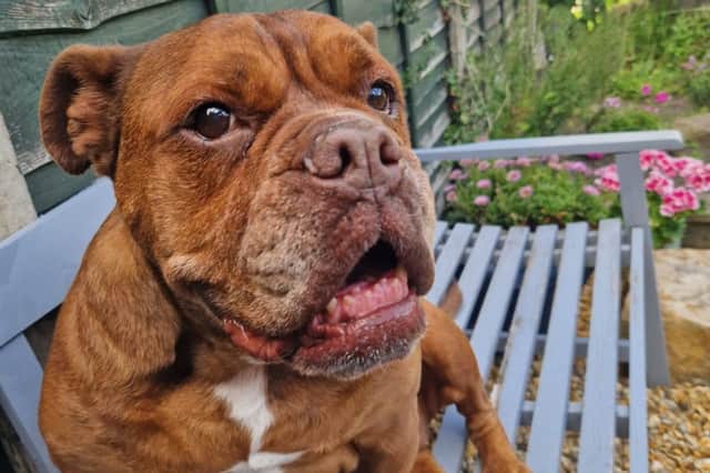 Coco is a 12-year-old boxer cross who has spent more than 300 days at the Chesterfield branch, waiting to find her forever home.