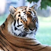Tiger seen for first time after tragedy at Yorkshire Wildlife Park when man entered enclosure