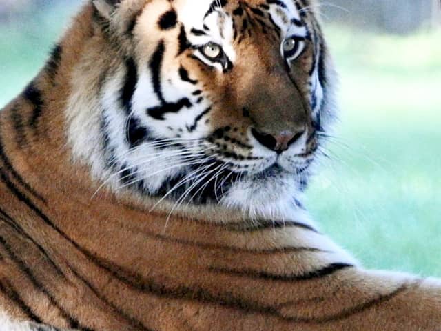Altai in the enclosure at Yorkshire Wildlife Park, now that it has reopened