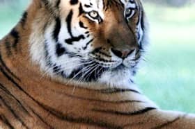 Altai in the enclosure at Yorkshire Wildlife Park, now that it has reopened