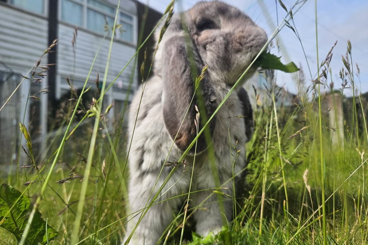 Food Rescue Ribbet's Lucky Lop to hold fundraiser to help rescue rabbits
