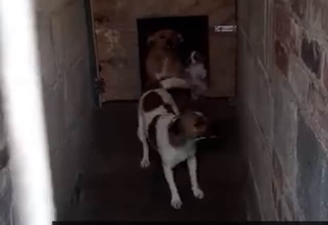 Amini Ato was keeping over 40 dogs in squalid conditions at a city allotments - where she slept with a “gas stove” to care for the animals