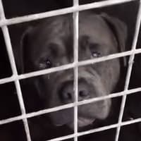 “Exploited” Sheffield woman slept at allotments with 40 dogs  in squalid conditions