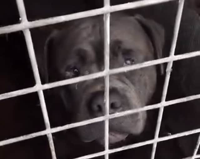 Police and RSPCA officers found the animals - some of whom had suffered for “months” - in “dirty and soiled” conditions with “weeping” skin conditions