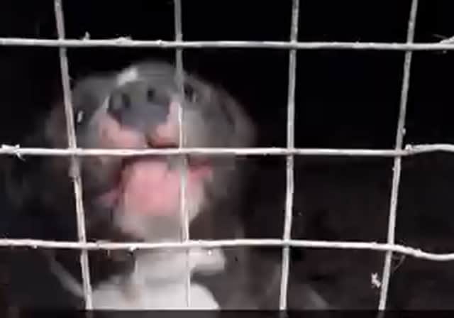 Three of the dogs had to be put down and several XL Bullies were seized during the raid.