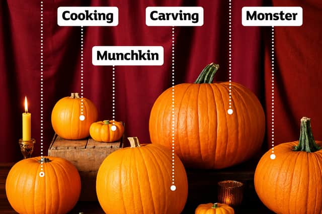 Sainsbury's has a selection of sizes available, all the way up to "giant" and "monster"