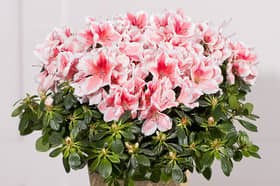 From colourful seasonal flower bouquets to pretty plants that last well beyond the occasion, Bunches has a range of autumn bouquets that make thoughtful November birthday gifts.