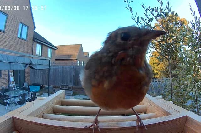 My first visitor on the Birdfy Feeder Bamboo Mini with camera