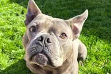 Happy, a six-year-old French Bulldog and Staffordshire Bull Terrier cross, was rescued from poor conditions at an empty property last year.