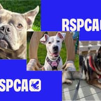“Adopt not shop”: Three loving pups are looking for homes - including waggy tailed Happy and gentle Mira