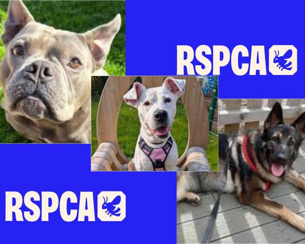 Three rescue dogs at Sheffield Animal Centre are looking for loving homes as the RSPCA warns of rising cases involving large numbers of animals at single addresses.
