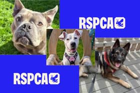 Three rescue dogs at Sheffield Animal Centre are looking for loving homes as the RSPCA warns of rising cases involving large numbers of animals at single addresses.