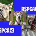 Three rescue dogs at Sheffield Animal Centre are looking for loving homes as the RSPCA warns of rising cases involving large numbers of animals at single addresses.
