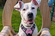 American Bulldog Macy
