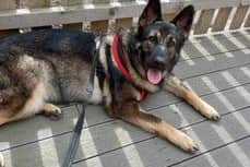 Meanwhile, two-year-old German Shepherd Mira is being cared for in a foster home while she waits for a permanent family.