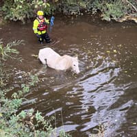 Dramatic pictures show pony hauled to safety as emergency services called to South Yorkshire river incident