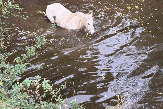 Pictures shows firefighters rescuing a horse from the River Dearne, South Yorkshire. Photo: South Yorkshire Fire and Rescue Service