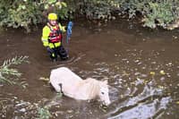 Pictures shows firefighters rescuing a pony from the River Don, South Yorkshire. Photo: South Yorkshire Fire and Rescue Service