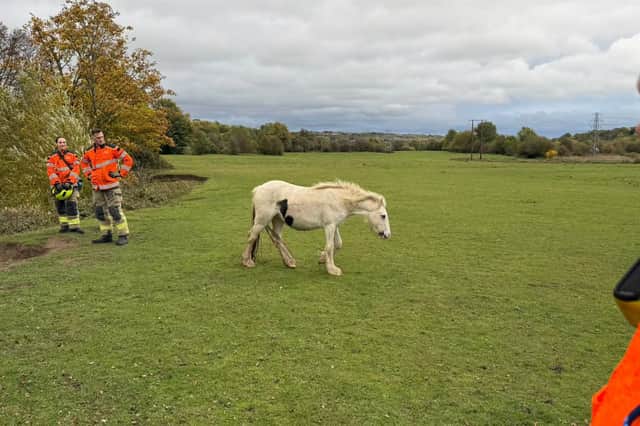 Pictures shows the rescued pony safe in a field. Photo: South Yorkshire Fire and Rescue Service