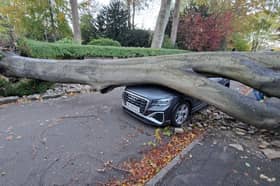A car is under a tree after Storm Boelo left its mark
