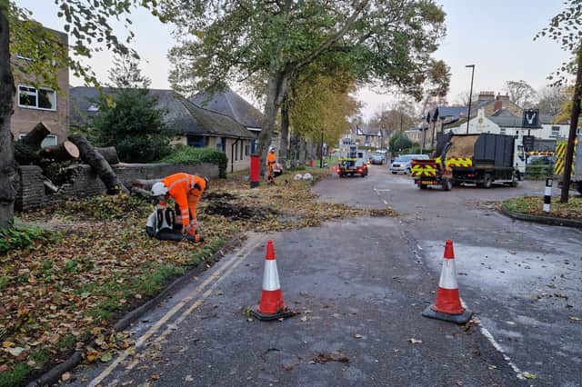 The aftermath of a fallen tree on Psalter Lane