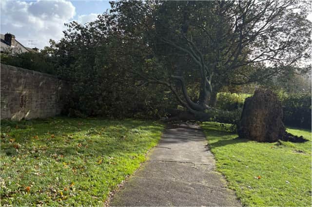 A tree blown across the a path at Hillsborough Park