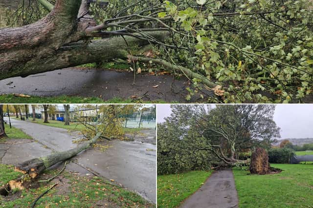 Strong winds during Storm Boleo knocked down a number of trees in Sheffield's Hillsborough Park