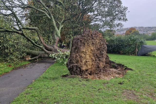 A large uprooted tree is blocking a path at Hillsborough Park after Storm Boelo battered the city last night