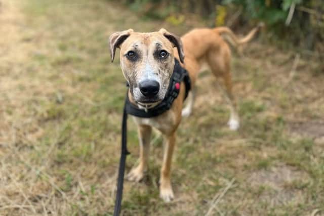 Bruce is also searching for new owners.