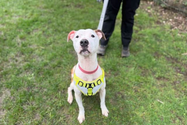 Kiki is also on the hunt for a home.