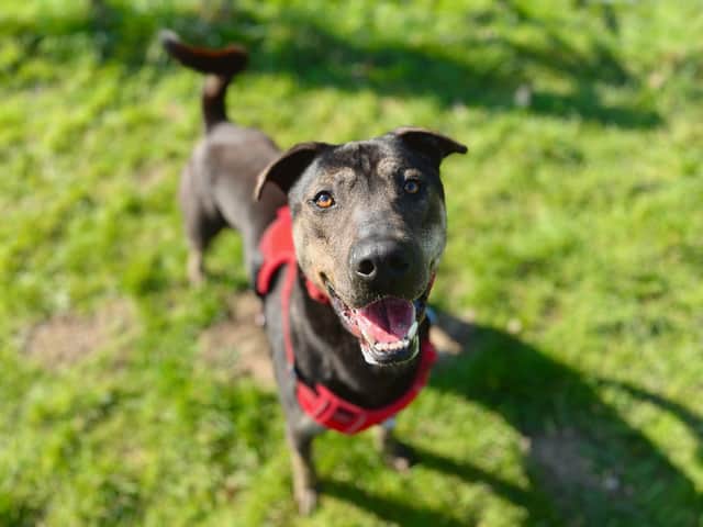 A goofy five-year-old crossbreed has spent more than two years for someone to give him a forever home.
