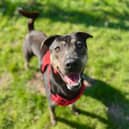 A goofy five-year-old crossbreed has spent more than two years for someone to give him a forever home.