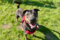 A goofy five-year-old crossbreed has spent more than two years for someone to give him a forever home.