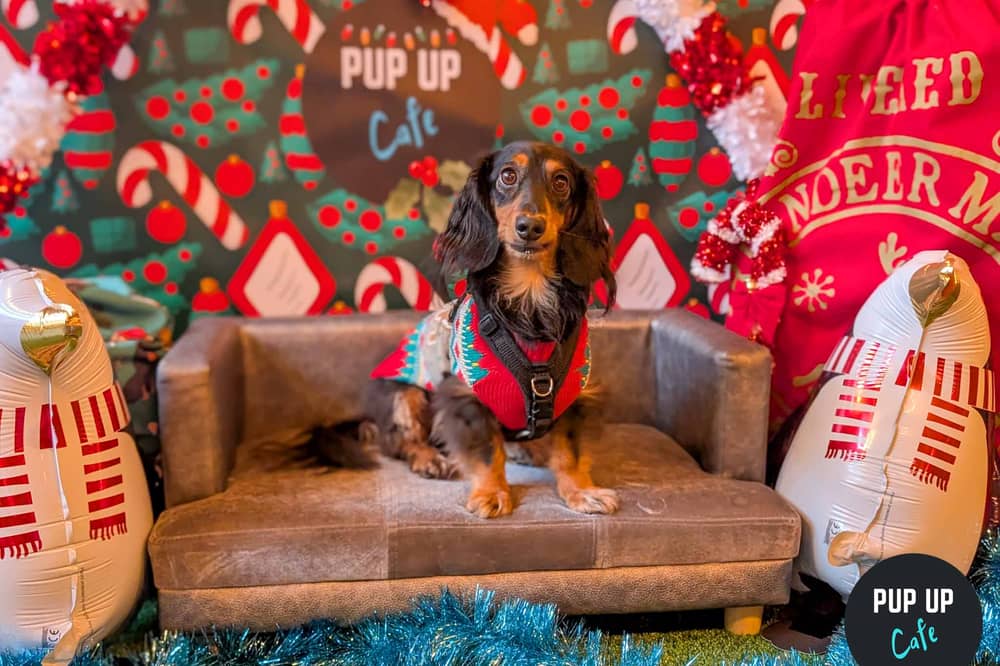   Pup Up Cafe  