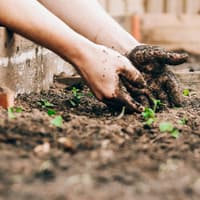 Allotment prices in Sheffield set to rise again