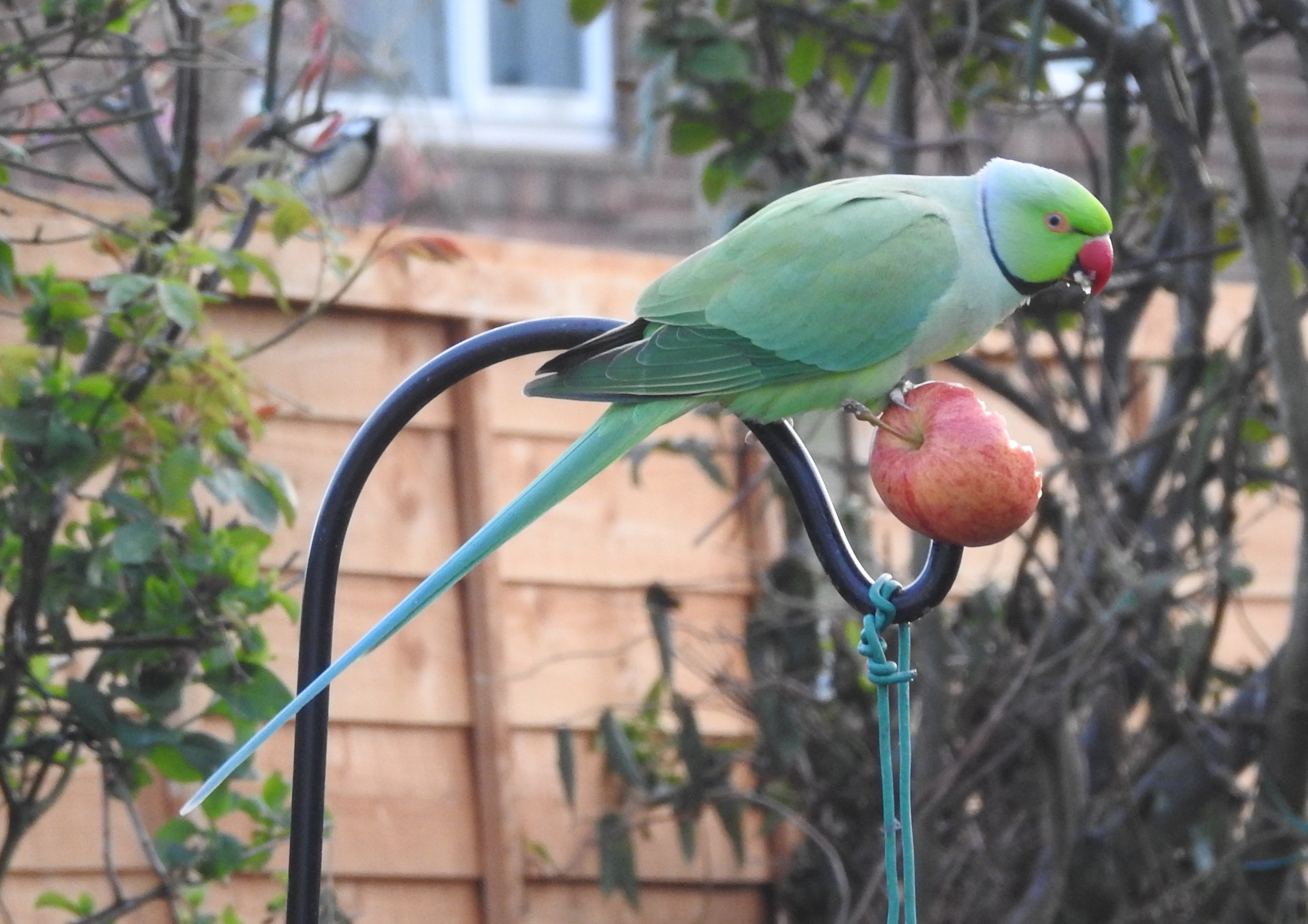 ON THE WILD SIDE with Professor Ian Rotherham 1009 - Ring-necked ...