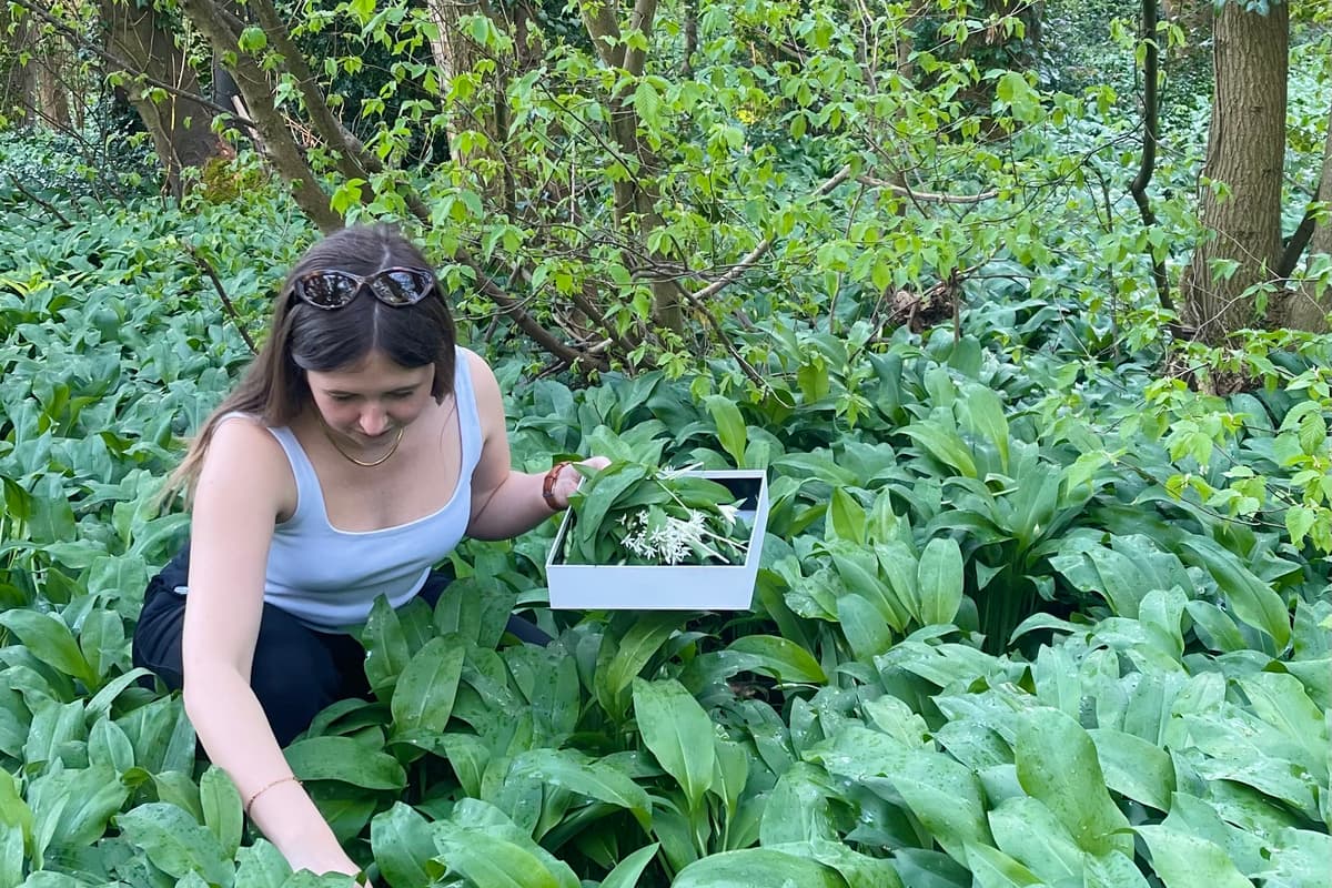 Wild Spring Garlic Sheffield caterer shares 5 creative ways to use wild garlic this spring