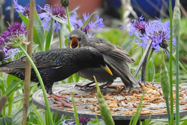 Adult and young Starlings feed on mealworms - but keep the surface spotlessly clean!