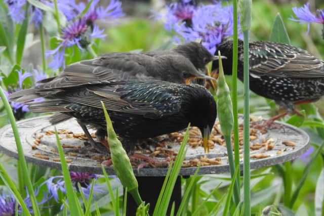 Adult and young Starlings feed on mealworms on my sundial which I then cleanse