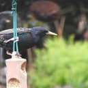 Adult Starling on the suet bar feeder