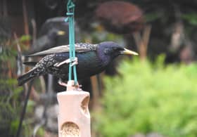 Adult Starling on the suet bar feeder